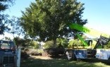 All Landscape Supplies Tree Management Services